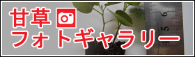 甘草 フォトギャラリー